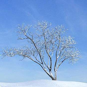 17雪景树3D模型下载