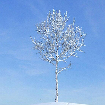 16雪景树3D模型下载