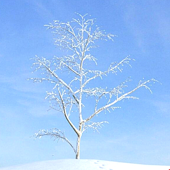 15雪景树3D模型下载