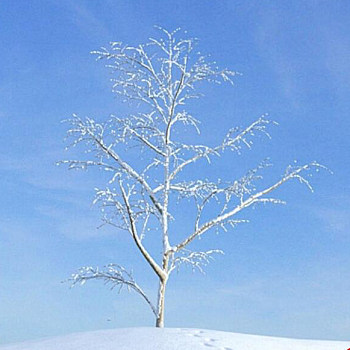 15雪景树3D模型下载