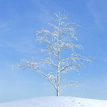 14雪景树3D模型下载