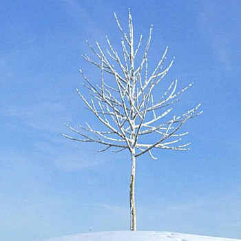 10雪景树3D模型下载