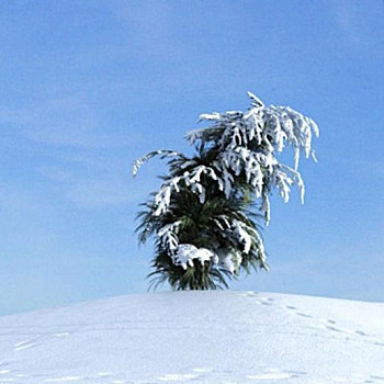 06雪景树3D模型下载