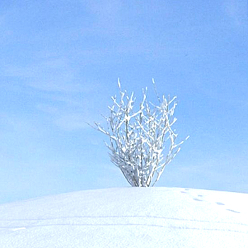 05雪景树3D模型下载