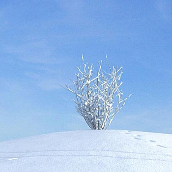 05雪景树3D模型下载