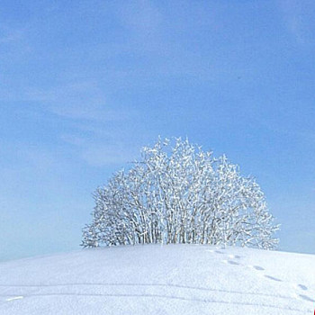04雪景树3D模型下载