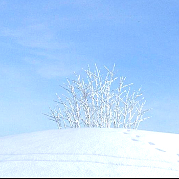 02雪景树3D模型下载