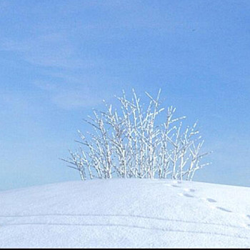 02雪景树3D模型下载