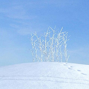 01雪景树3D模型下载