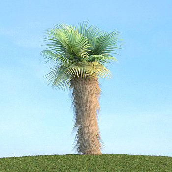 080热带景观植物椰子树3D模型下载