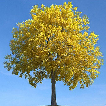 090秋季景观树3D模型下载