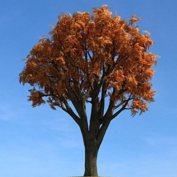 088秋季景观树3D模型下载