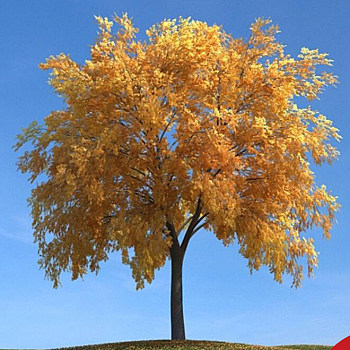 086秋季景观树3D模型下载