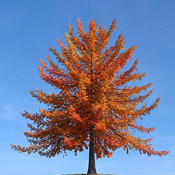087秋季景观树3D模型下载