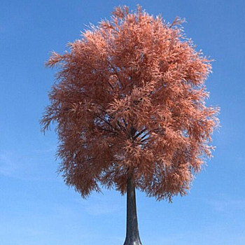 085秋季景观树3D模型下载