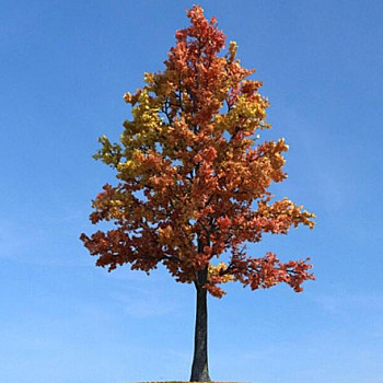 081秋季景观树3D模型下载