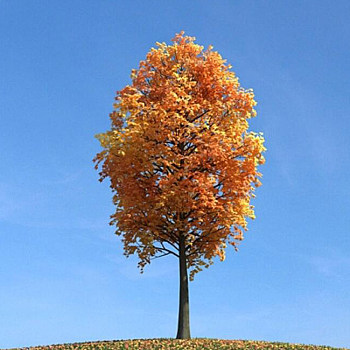 082秋季景观树3D模型下载
