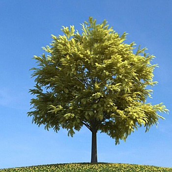080植物树景观树3D模型下载