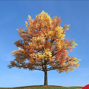 100秋季景观树3D模型下载