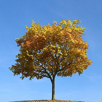 079秋季景观树3D模型下载