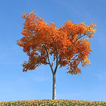 076秋季景观树3D模型下载