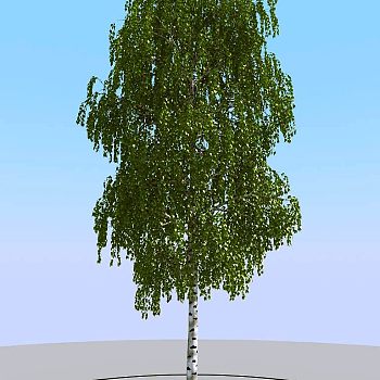 020夏季景观植物树木3d模型下载