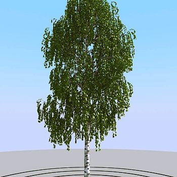 019夏季景观植物树木3d模型下载