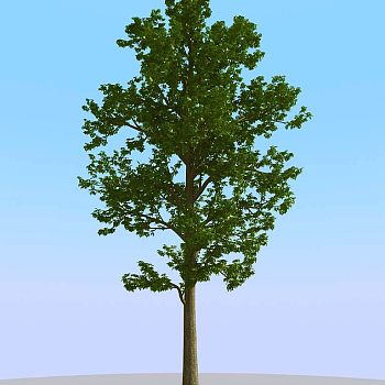 010夏季景观植物树木3d模型下载