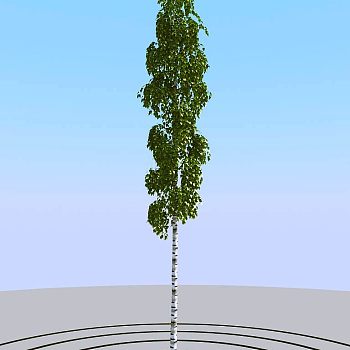 016夏季景观植物树木3d模型下载