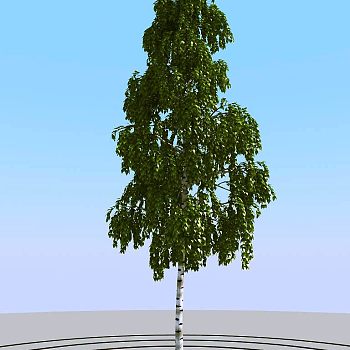012夏季景观植物树木3d模型下载