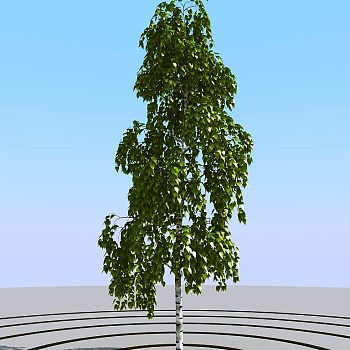 011夏季景观植物树木3d模型下载