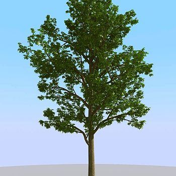 09夏季景观植物树木3d模型下载