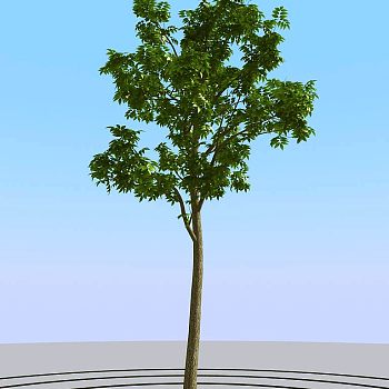 08夏季景观植物树木3d模型下载