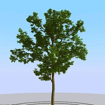 07夏季景观植物树木3d模型下载