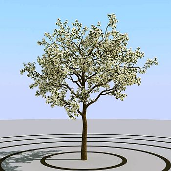 06夏季景观植物树木3d模型下载