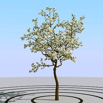 05夏季景观植物树木3d模型下载