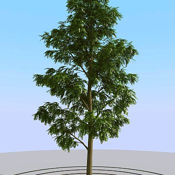 02夏季景观植物树木3d模型下载
