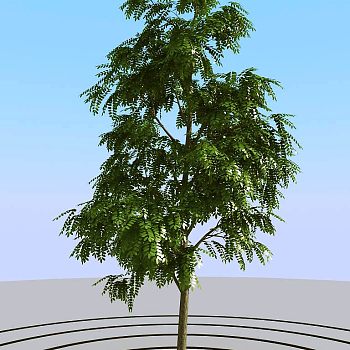 01夏季景观植物树木3d模型下载