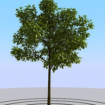 051景观树 3d模型下载(3)