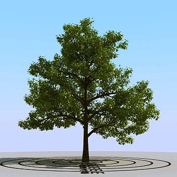 051景观树3d模型下载1)
