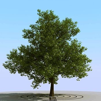 048景观树3d模型下载