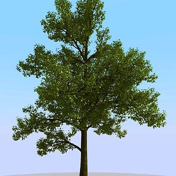 047景观树3d模型下载 (2)