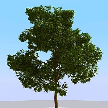 038景观树矮树3d模型下载 (2)
