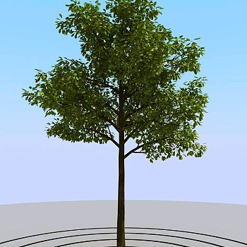 051景观树3d模型下载 (2)