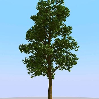 043景观树矮树3d模型下载