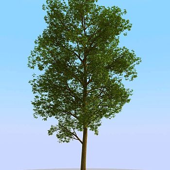 036景观树矮树3d模型下载