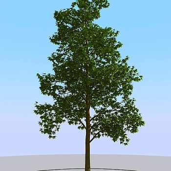 042景观树矮树3d模型下载