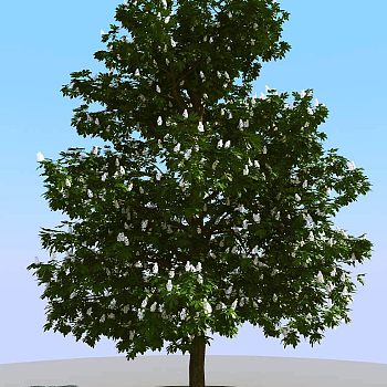 057景观树3d模型下载