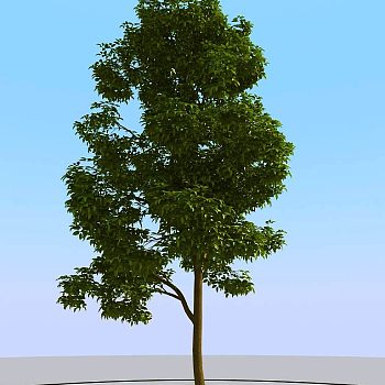 039景观树矮树3d模型下载