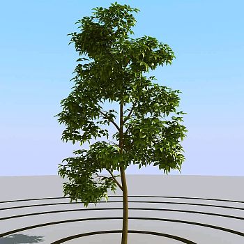 041景观树矮树3d模型下载